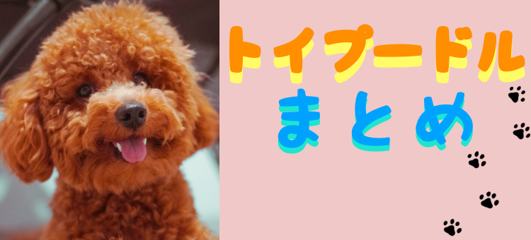 家庭犬と言えばトイプーだよね!